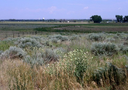 [Low-growing vegetation including some with light yellow flowers and some which looks like it will become tumbleweed once it ages and dries. Everything is about three foot tall.]
